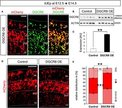 DGCR8 Promotes Neural Progenitor Expansion and Represses Neurogenesis in the Mouse Embryonic Neocortex